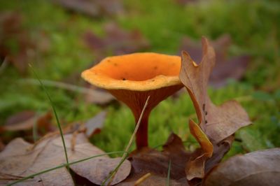 Close-up of mushroom growing outdoors