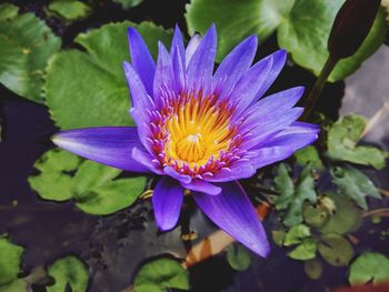 Close-up of purple water lily blooming outdoors