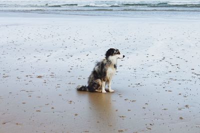 Dog on beach by lake