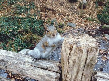 Close-up of squirrel on wooden fence at forest