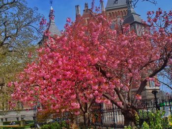 Low angle view of pink flowers blooming in park