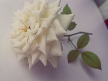 Close-up of white flowers