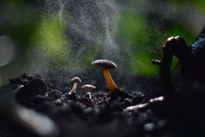 Close-up of mushroom growing on ground