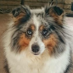 Close-up portrait of a dog