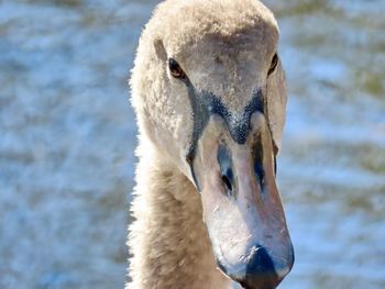 Close-up of swan