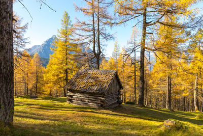 Trees in forest during autumn