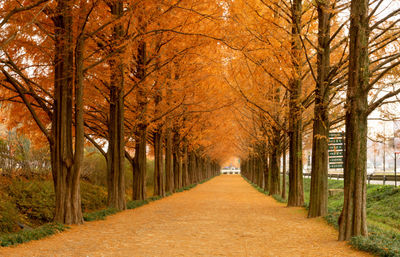 Footpath amidst trees during autumn