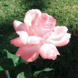 Close-up of pink rose