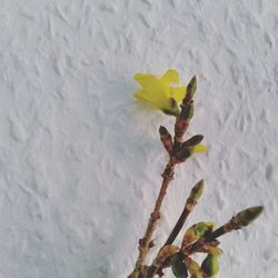 Close-up of yellow flowers