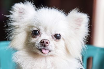 Close-up portrait of white dog