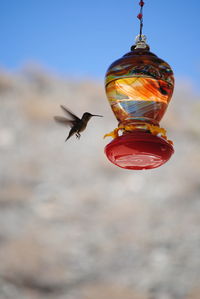 Low angle view of bird flying