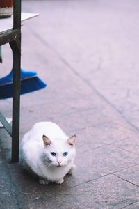 Portrait of cat sitting outdoors