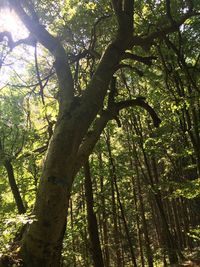Low angle view of bamboo trees in forest