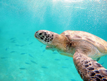 Swimming with sea turtle 