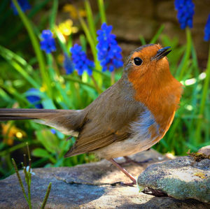 Close-up of bird perching on plant
