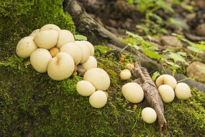 Close-up of mushrooms on moss in forest