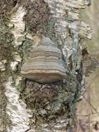 Close-up of tree trunk