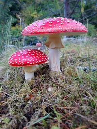 Close-up of mushroom on field