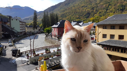 Portrait of a cat in a building