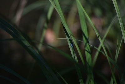 Close-up of grass