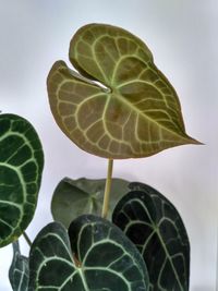 Close-up of fresh green leaves against white background