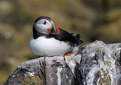 Close-up of puffin perching on rock