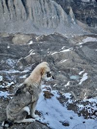 Himalayan dog