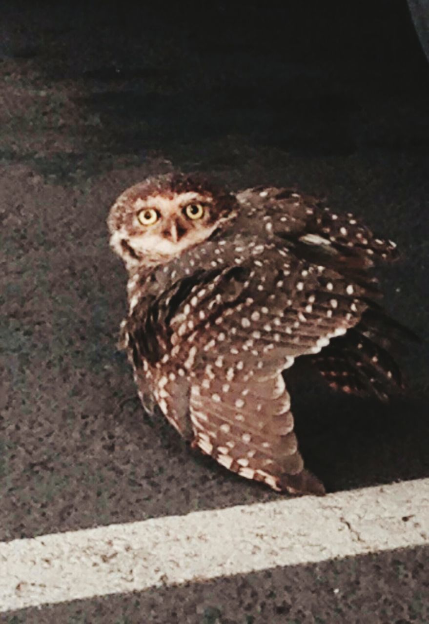 animal themes, one animal, animals in the wild, wildlife, portrait, looking at camera, mammal, sitting, full length, alertness, close-up, outdoors, no people, zoology, high angle view, nature, day, whisker, owl