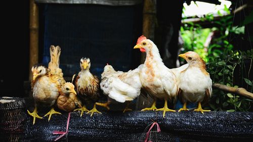 Close-up of birds perching on ground