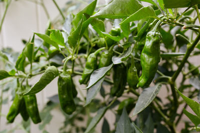 Close-up of green chili peppers plant
