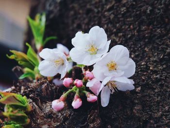 Close-up of white flowers