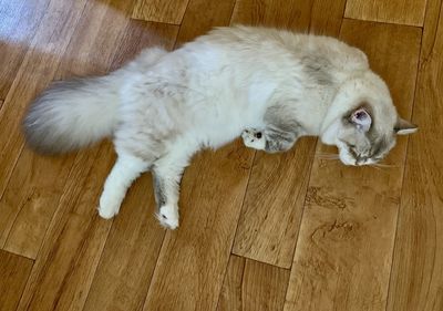 High angle view of cat lying on floor