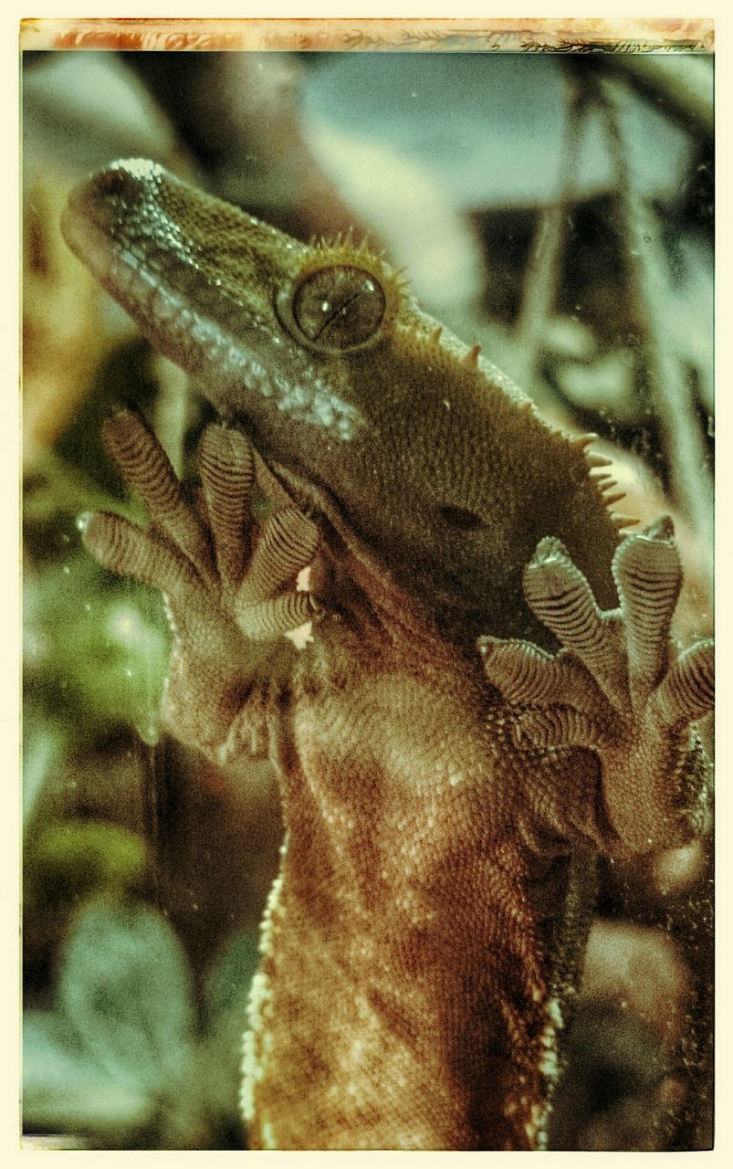 animal themes, animals in the wild, wildlife, transfer print, one animal, auto post production filter, close-up, water, nature, reptile, sea life, no people, swimming, outdoors, day, underwater, fish, focus on foreground, animals in captivity, natural pattern