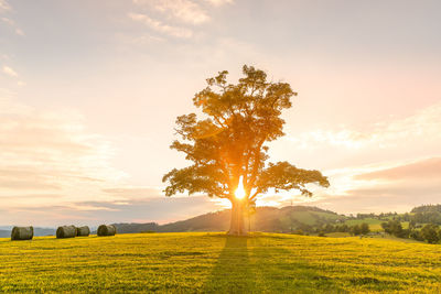 Scenic view of field against sky during sunset