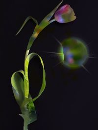 Close-up of flowering plant against black background