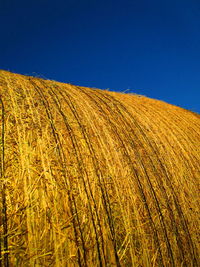 Scenic view of agricultural field against clear blue sky