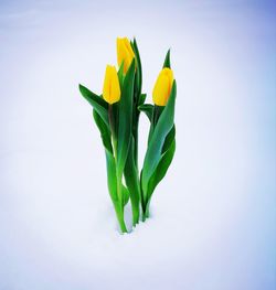 Close-up of plant over white background