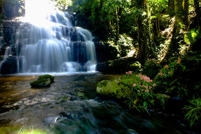 Scenic view of waterfall in forest