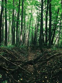 Trees growing in forest