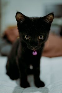 Close-up portrait of black cat at home