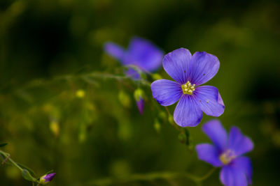Close-up of purple flowering plant