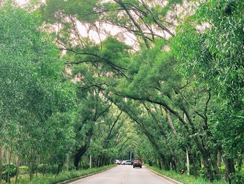 Road amidst trees and plants