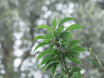 Close-up of plant leaves
