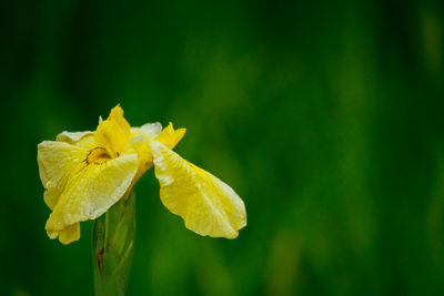 Close-up of green leaves