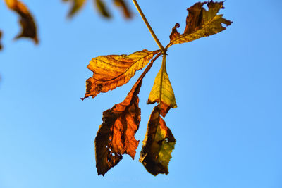 Low angle view of dried leaves against clear blue sky