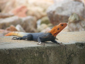 Close-up of lizard on rock