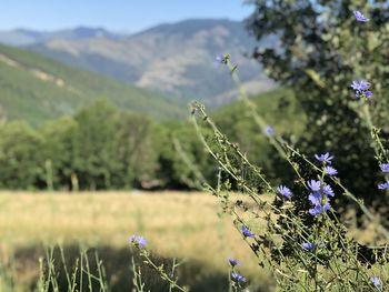 Close-up of purple flowering plants on field