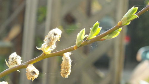 Close-up of white flowering plant