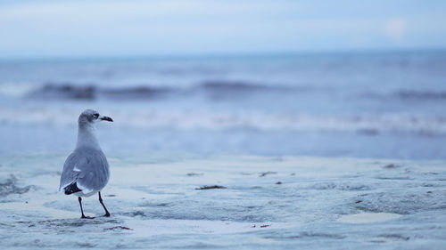 Seagull perching on a beach