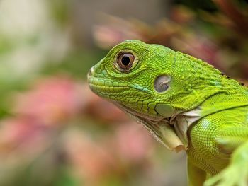 Reptile Iguana